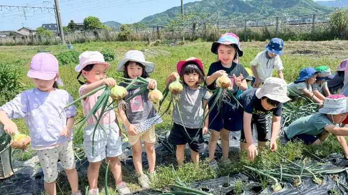 たまねぎの収穫をする子どもたち